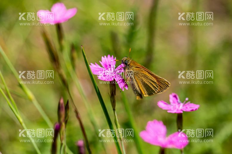 编号：35023412181602009733【酷图网】源文件下载-蝴蝶