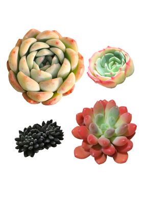 水彩多肉植物png素材
