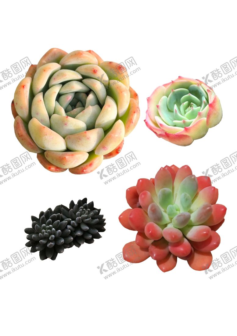 编号：54566907130600045876【酷图网】源文件下载-多肉植物素材