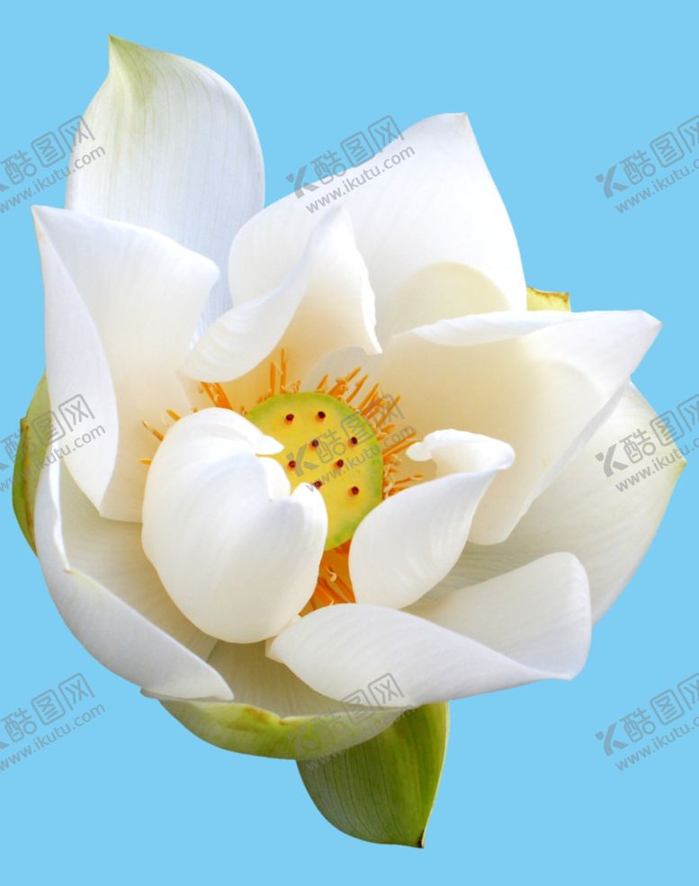 编号：98222410241541461882【酷图网】源文件下载-白色荷花