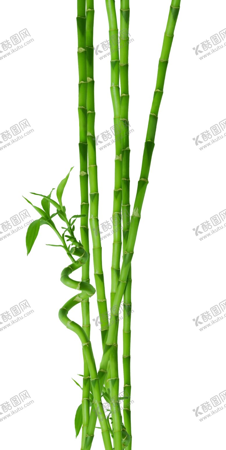 编号：21091310311319259218【酷图网】源文件下载-竹子背景透明