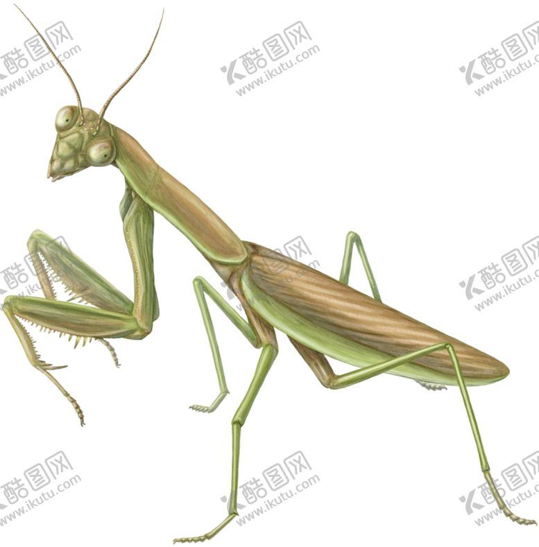 编号：99817010281058327889【酷图网】源文件下载-螳螂