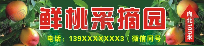 编号：22711401130705276141【酷图网】源文件下载-油桃采摘