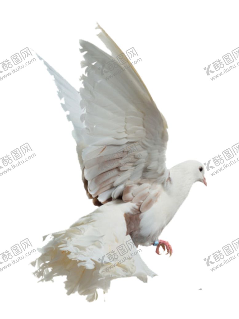 编号：91635405031615302548【酷图网】源文件下载-png鸟图片