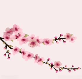 樱花