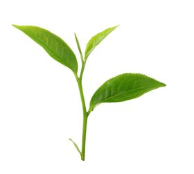 绿芽,绿茶