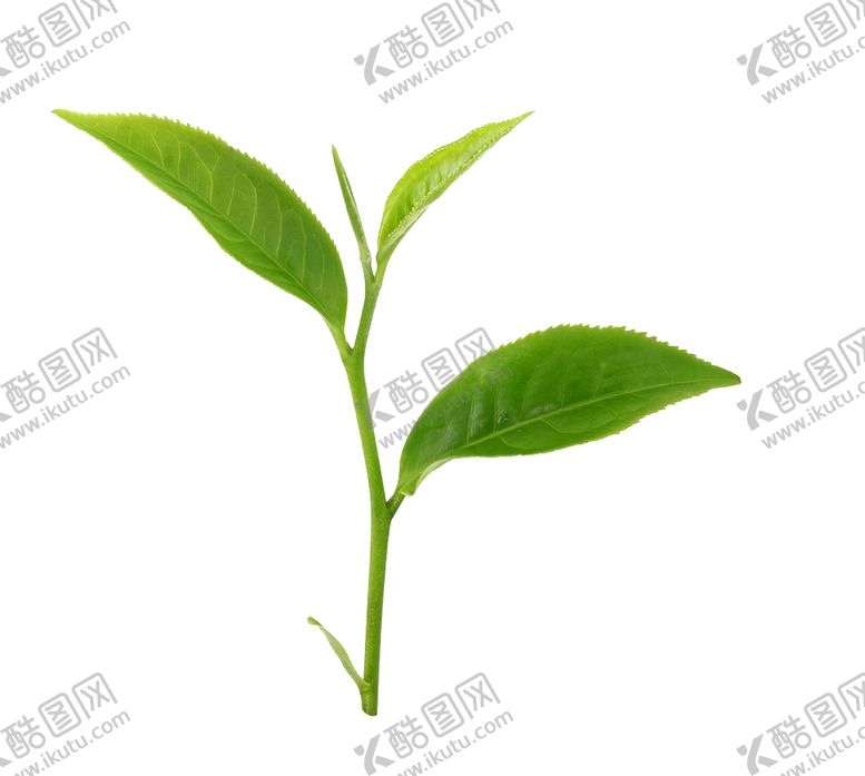 编号：42039307042212271631【酷图网】源文件下载-绿芽,绿茶