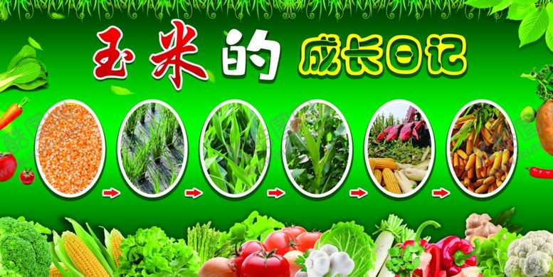 编号：57040610090205035993【酷图网】源文件下载-蔬菜成长日记