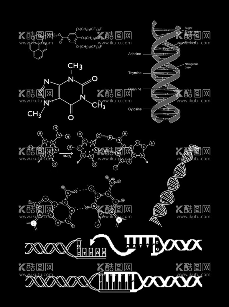 编号：85027609181305410621【酷图网】源文件下载-DNA图