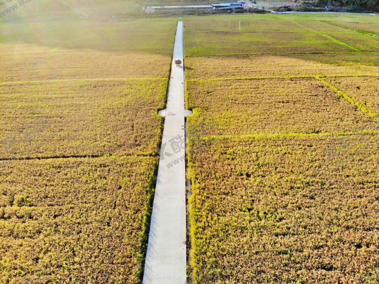 编号：80084209252040022567【酷图网】源文件下载-航拍稻田