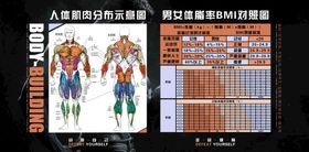 健身房海报体脂对照表肌肉分布图