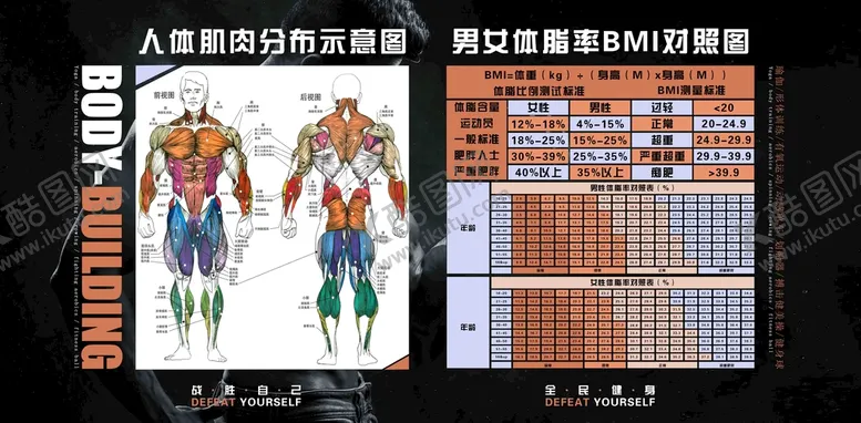 编号：06548909130045551947【酷图网】源文件下载-健身房海报体脂对照表肌肉分布图