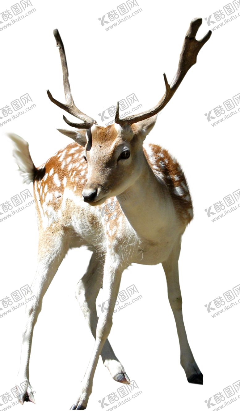 编号：30976501231941167881【酷图网】源文件下载-梅花鹿