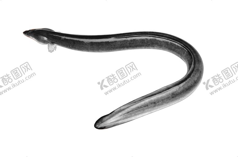 编号：11243210070436386107【酷图网】源文件下载-活鳗鱼