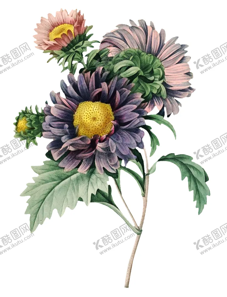 编号：94380006241005505021【酷图网】源文件下载-复古鲜花植物装饰图案