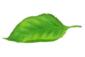 薄荷植物元素
