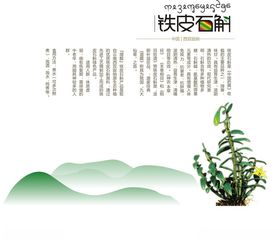 铁皮石斛