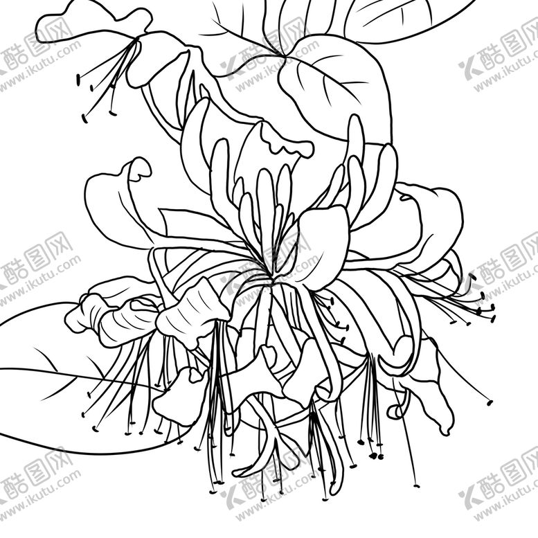 编号：60819010310820439127【酷图网】源文件下载-金银花