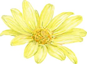 水彩植物花朵装饰绘画暖色菊玫瑰淡色