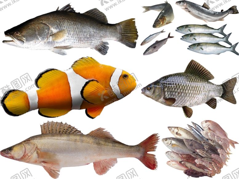 编号：70622910121052343509【酷图网】源文件下载-鱼png免扣高清素材