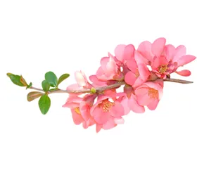 樱花春天唯美盛开