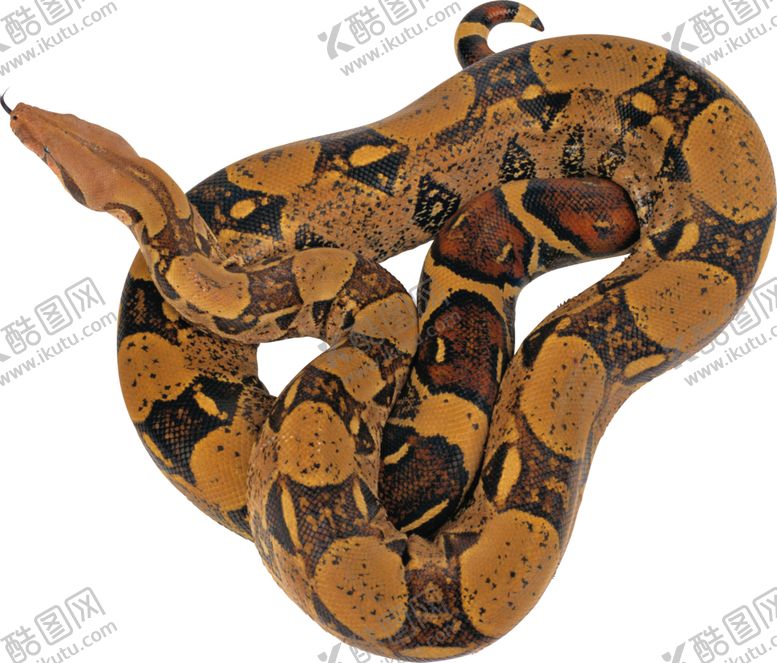 编号：20686209281129135875【酷图网】源文件下载-自然动物蛇图案