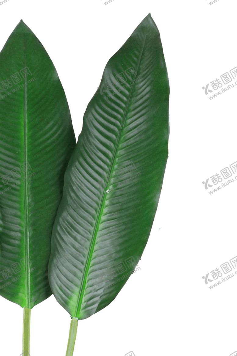 编号：62557706170607212968【酷图网】源文件下载-芭蕉叶热带