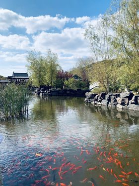 湖景锦鲤