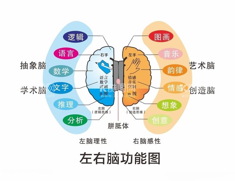 编号：90922903100657115051【酷图网】源文件下载-左右脑功能图