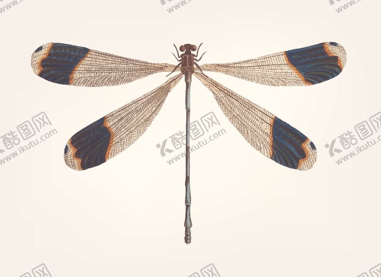 编号：16900009281033105661【酷图网】源文件下载-昆虫蜻蜓手绘蜻蜓蚱蜢