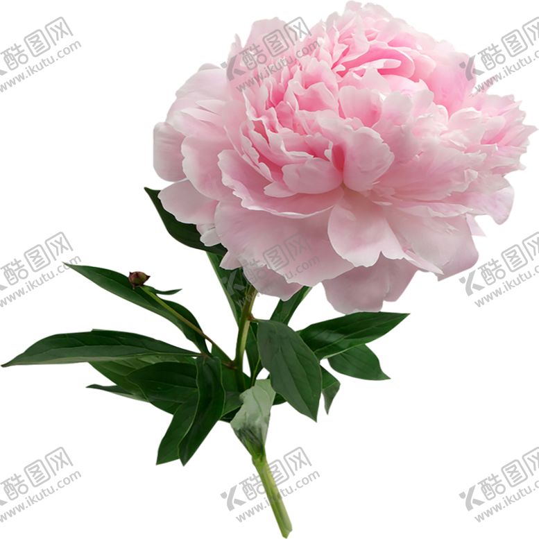 编号：78078105110008291831【酷图网】源文件下载-手绘植物花卉