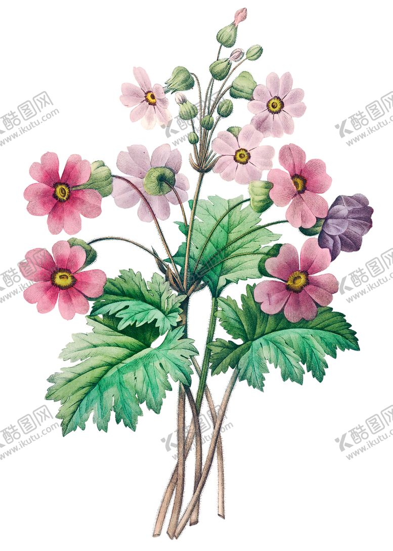 编号：92056601290153182808【酷图网】源文件下载-手绘花朵