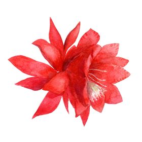 手绘花瓣
