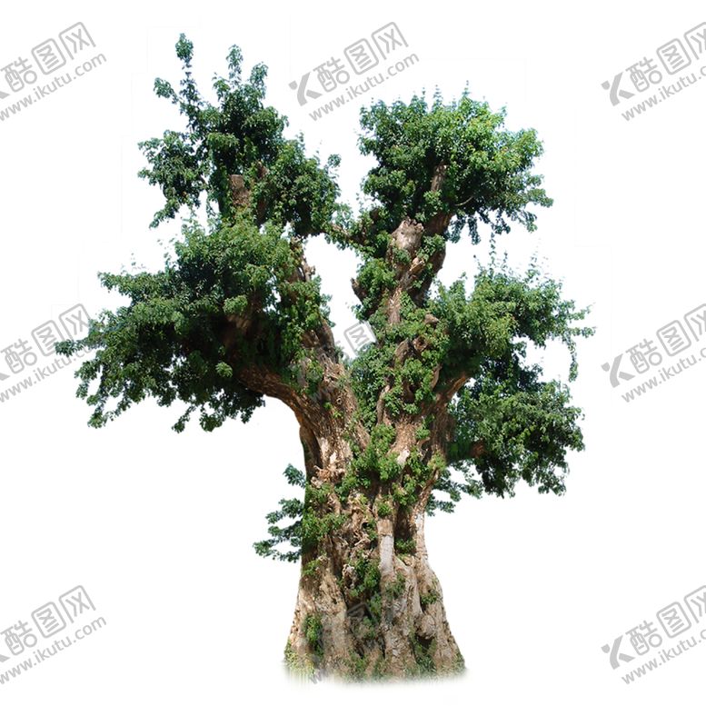 编号：31026407030658419641【酷图网】源文件下载-绿色相框