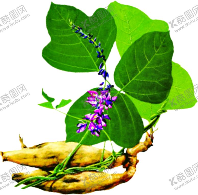 编号：78298110170216529677【酷图网】源文件下载-葛根