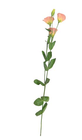 单只花退底鲜花花枝花朵