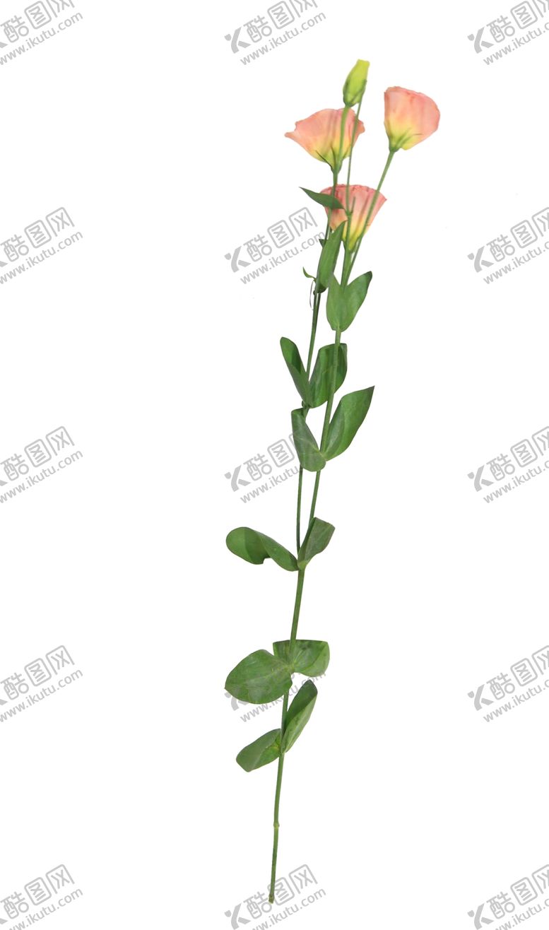 编号：94439809200856024868【酷图网】源文件下载-单只花退底鲜花花枝花朵