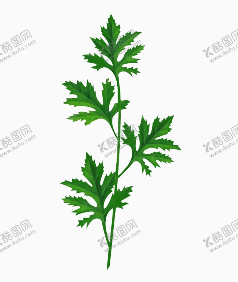 编号：38661710041336383635【酷图网】源文件下载-叶子