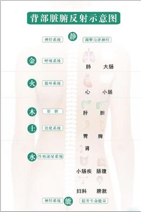 编号：09852109231052393746【酷图网】源文件下载-背部反射图