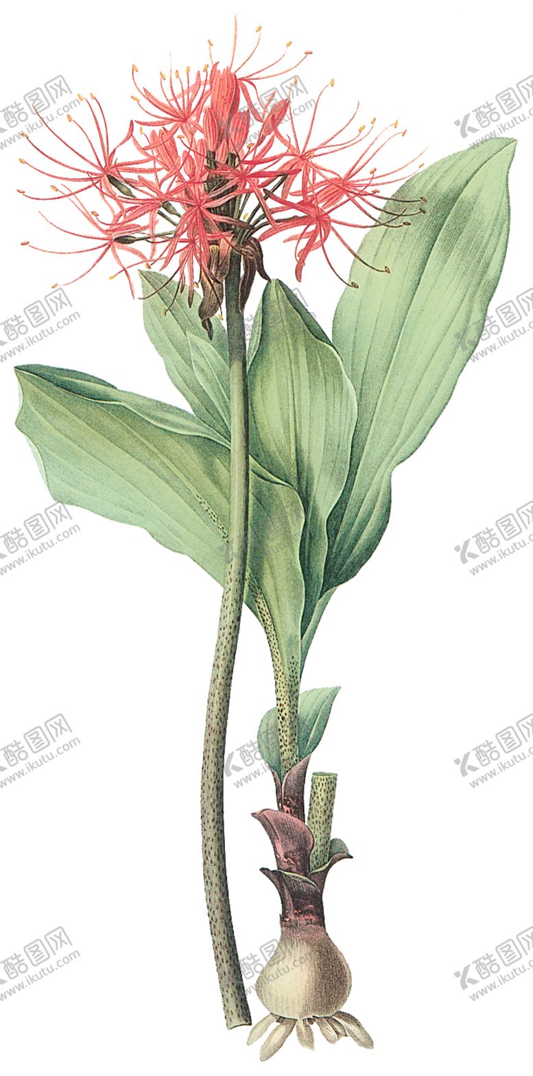 编号：92276610171639365269【酷图网】源文件下载-植物花卉油画装饰画