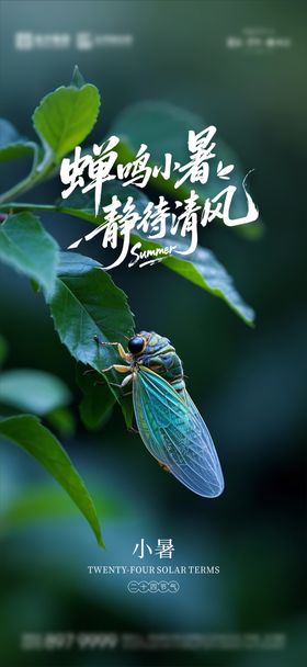 小暑海报