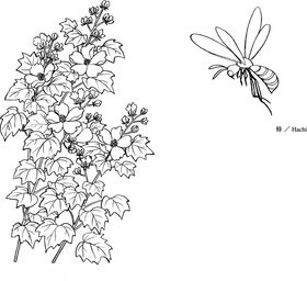 日本线描植物花卉矢量素材