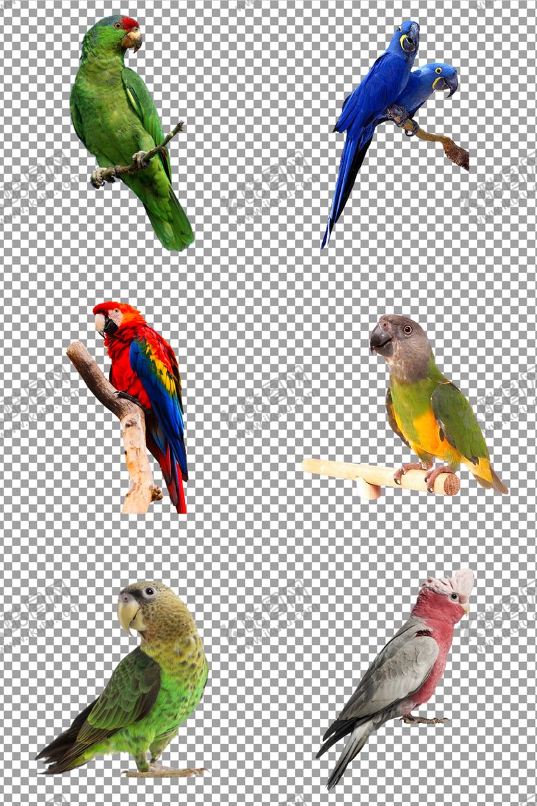 编号：10799409200355331491【酷图网】源文件下载-金刚鹦鹉