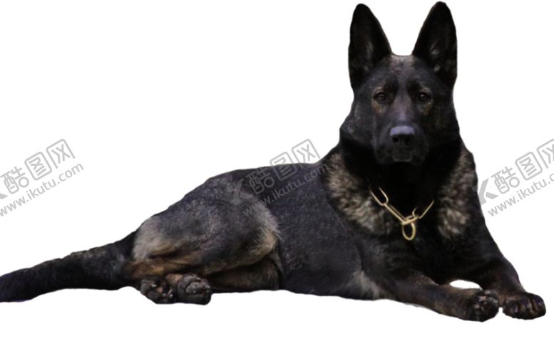 编号：73520404261822248850【酷图网】源文件下载-牧羊犬