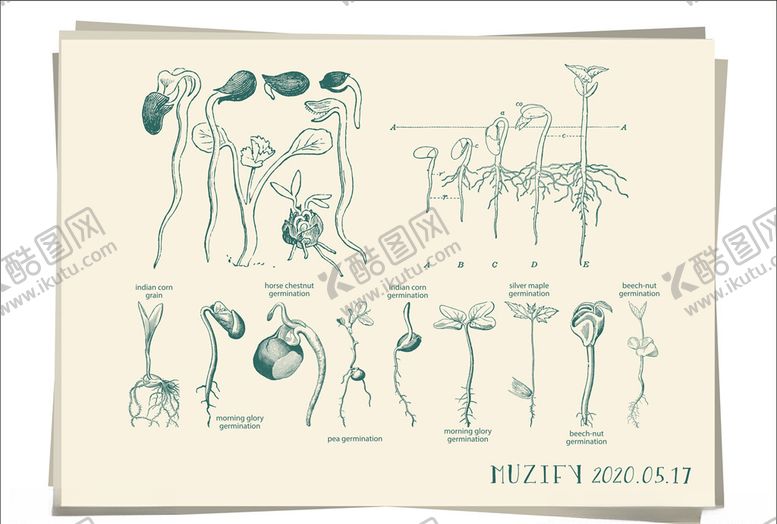 编号：48232210032252207764【酷图网】源文件下载-豆芽植物生长图鉴