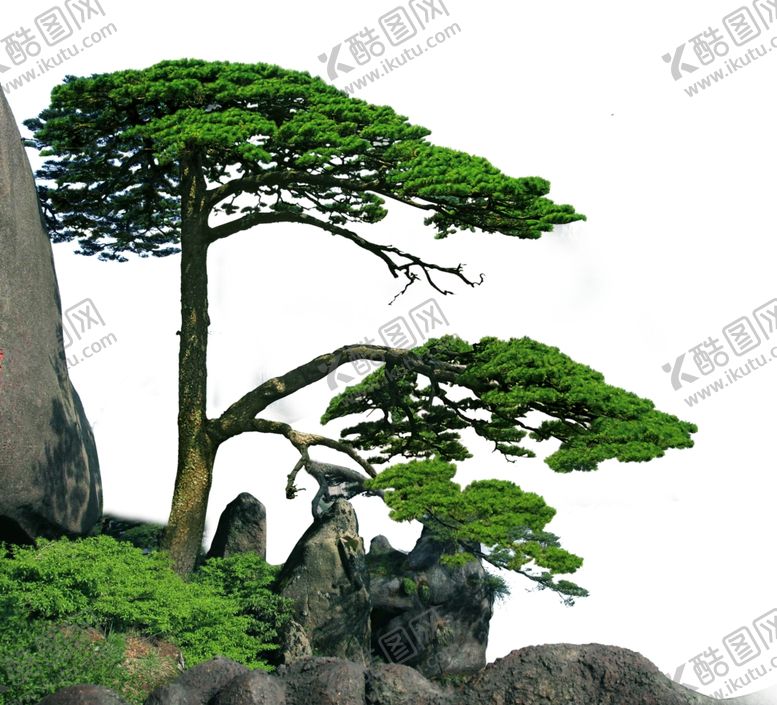 编号：25512807061009576554【酷图网】源文件下载-松树