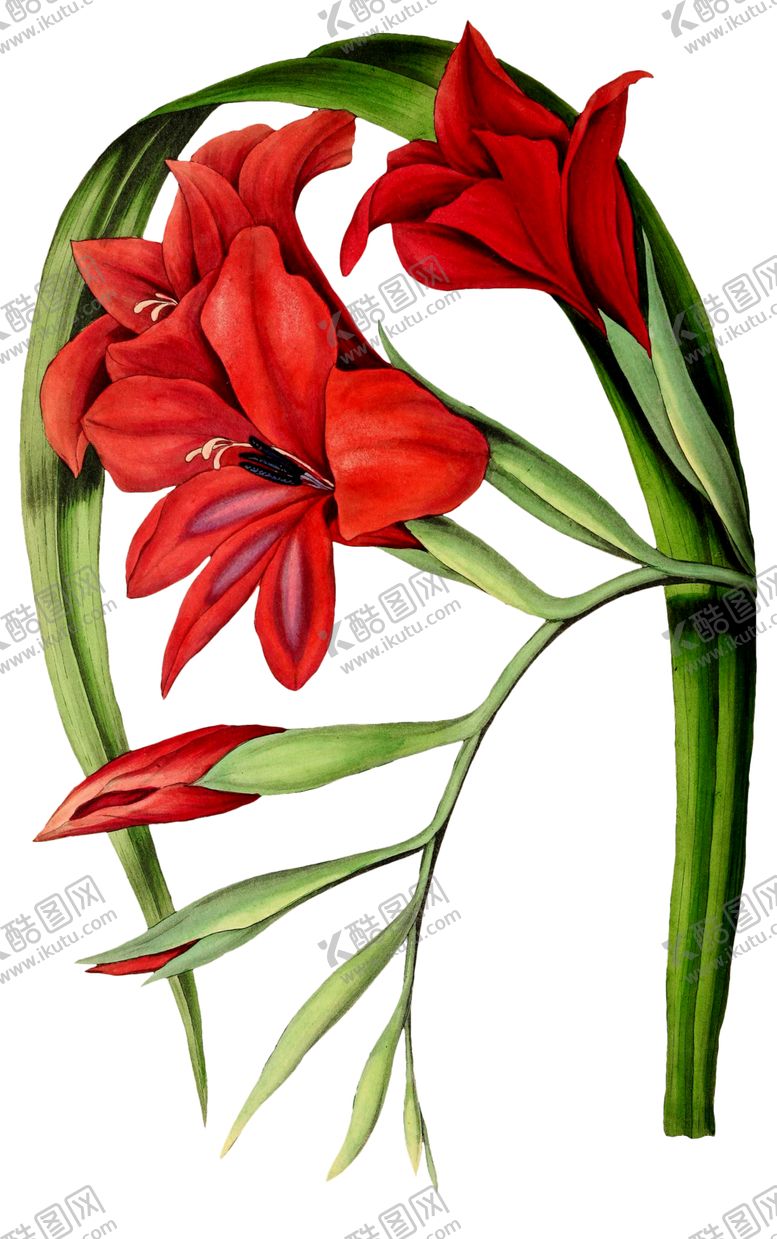 编号：74254909160912266794【酷图网】源文件下载-复古花朵植物图案