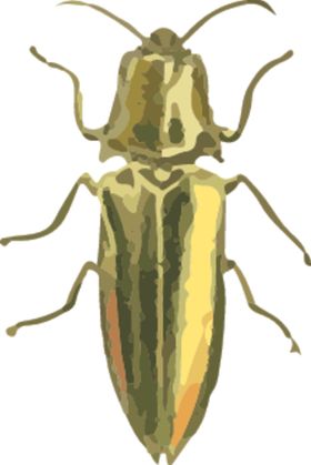 甲虫昆虫插画