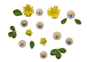 手绘花朵png透明素材婚礼