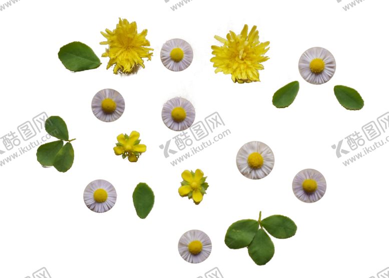 编号：77127809151612154612【酷图网】源文件下载-小黄花花朵PNG透明